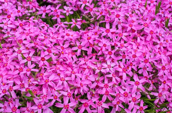 Small pink flowers background.
