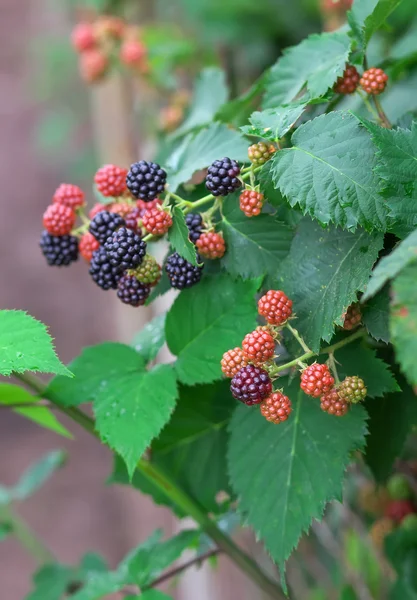 Tasty berry of blackberries growing in the garden. Close-up