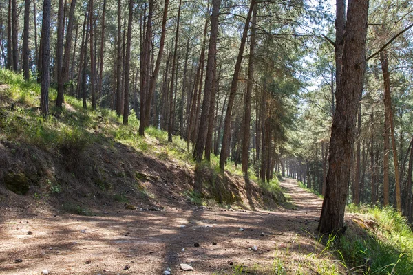 Beautiful forest road .