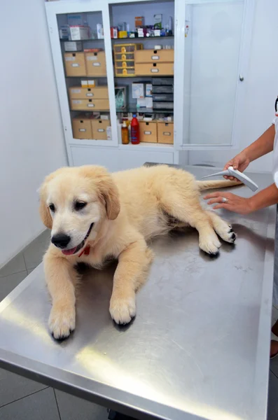 Vet checking puppy dog