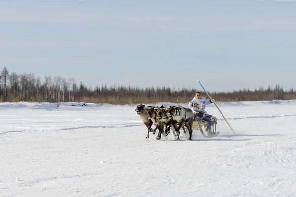 Tarko-Sale, Russia - April 2, 2016: National competitions, races on reindeer, on \