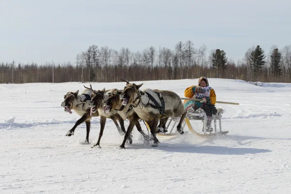 Tarko-Sale, Russia - April 2, 2016: National competitions, races on reindeer, on \