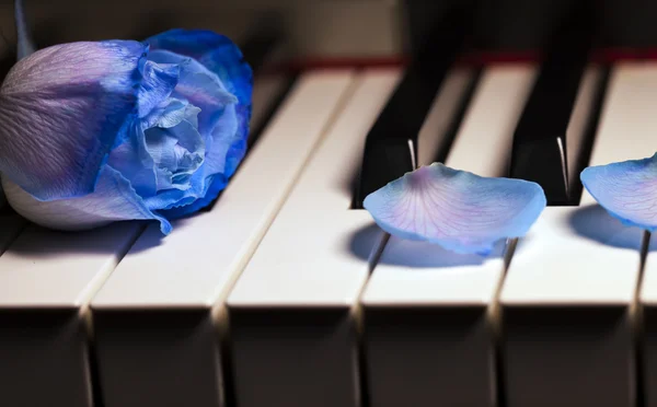 Blue Rose on Piano Keys