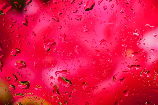 Look at the bright red flower through the glass with raindrops
