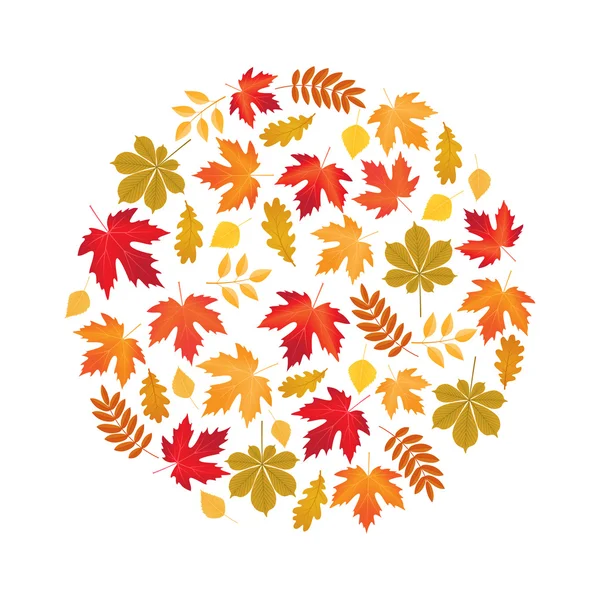 Vector circle made of autumn leaves on white background
