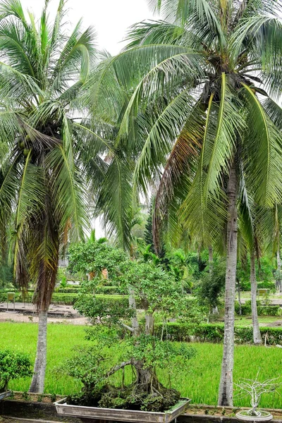 The My Lai Massacre memorial site