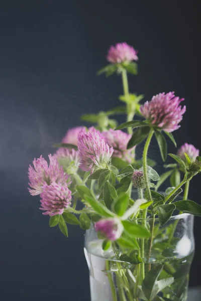 Red Clover Flowers