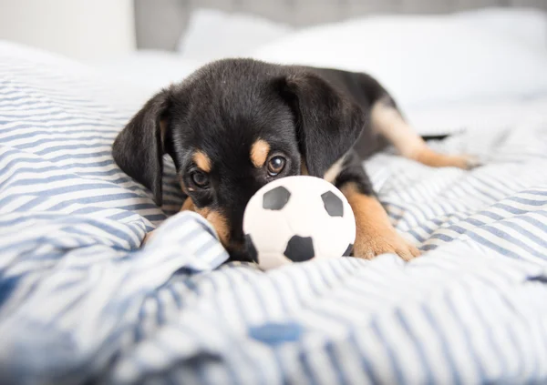Puppy with Toy Ball