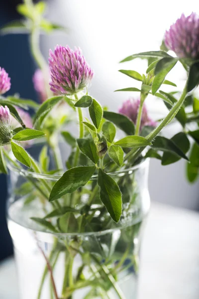 Red Clover Flowers