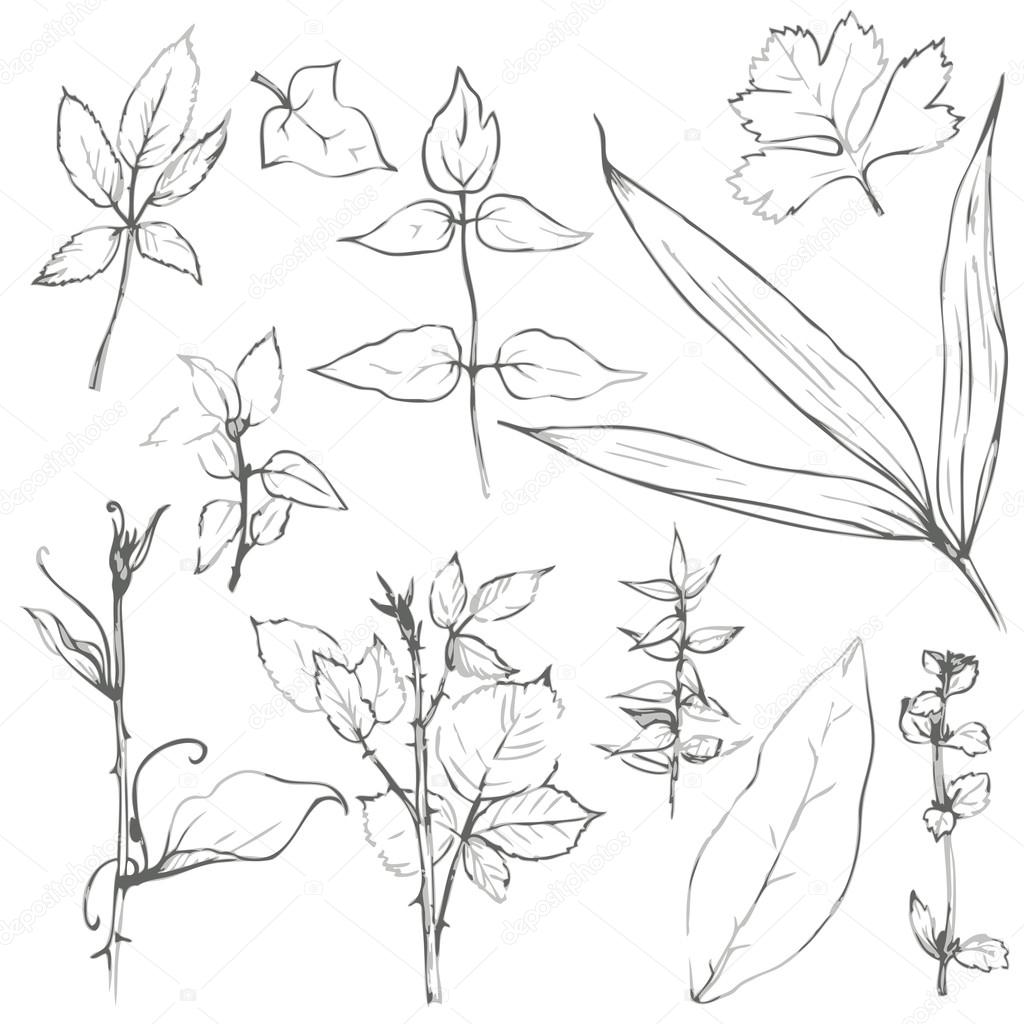 Рисунки листьев цветов карандашом