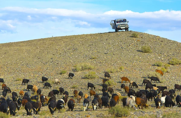 Shepherds pasture herd of goats