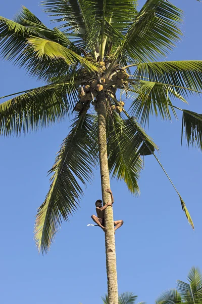 Coconut plucker