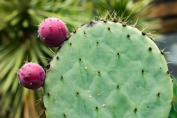 Prickly pear cactus close up with fruit in red color, cactus spi