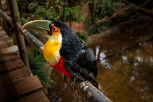 Toucan bird, National park Iguazu