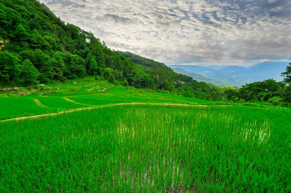 South east China, Yunan Rice terraces highlands
