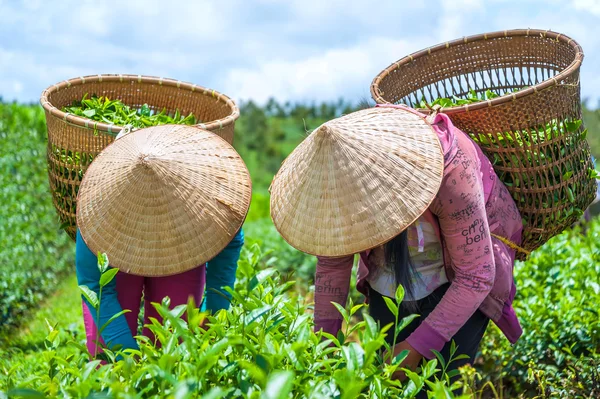 The  farmers harvesting tea leaf , Vietnam