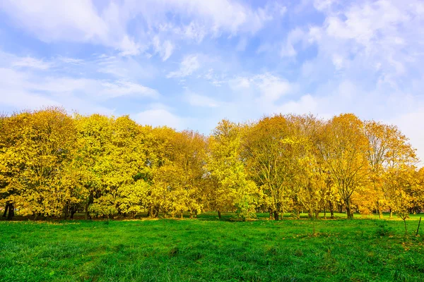 Green Field with Trees in Autumn Foliage