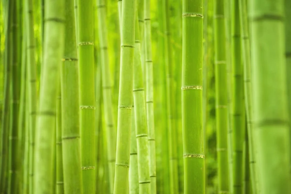 Bamboo Forest in Japan