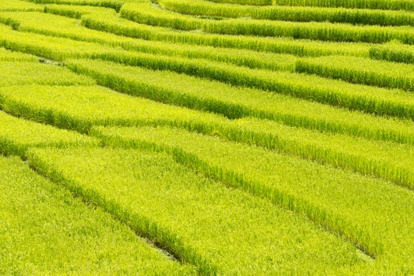 Rice Field in Step Formation