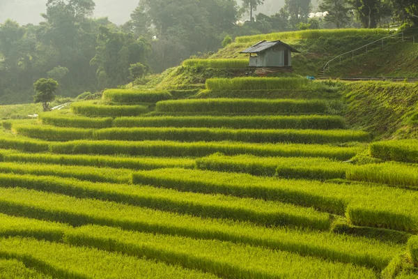 Rice Field in Step Formation