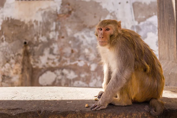 Monkey Sitting on a Wall Closeup