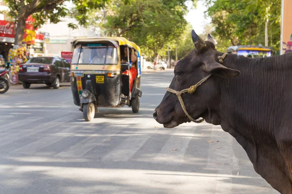 Cow at the Side of the Road in India