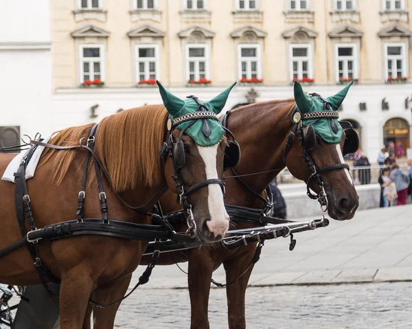 Horses in Vienna with Crocheted Hats