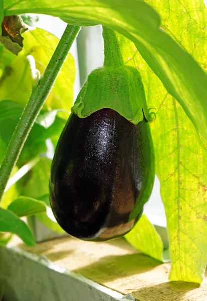 Ripe eggplant in a greenhouse