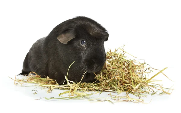 Guinea pig laying in hay