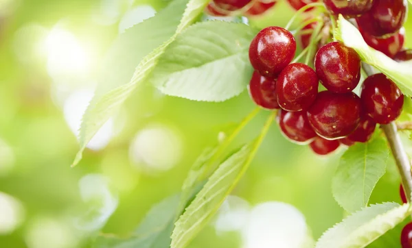 Red cherries on a tree