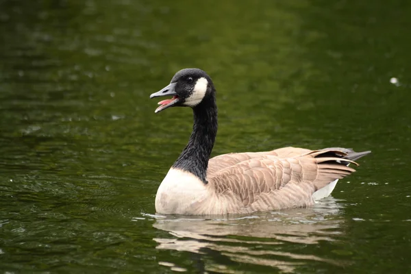 Goose one on the river