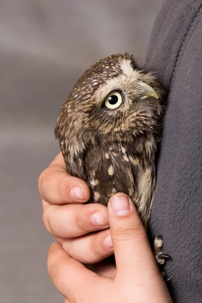 Funny tamed howlet in the hands of a child, wild, night owl