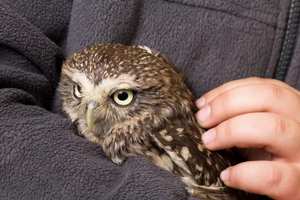 Funny tamed howlet in the hands of a child, wild, night owl