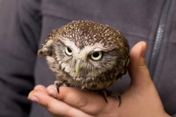 Funny tamed howlet in the hands of a child, wild, night owl