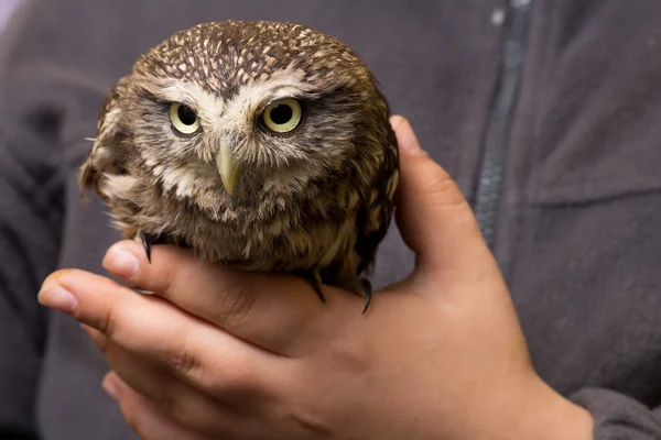 Funny tamed howlet sitting on a child's finger, wild, night owl
