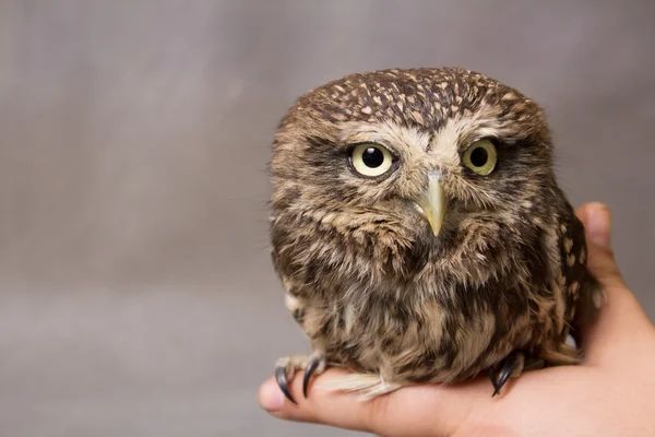 Funny tamed howlet sitting on a child's finger, wild, night owl