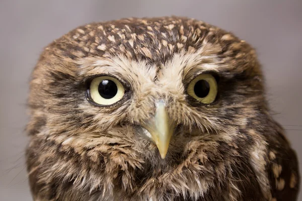 Beautiful domestication owl, wild owl, night owl - closeup