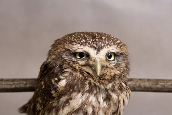 Funny owlet domestication, wild, night owl