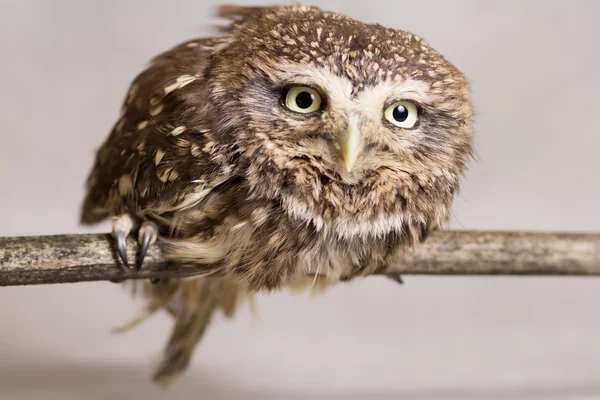 Pretty domesticated owl on a stick, wild, night owl