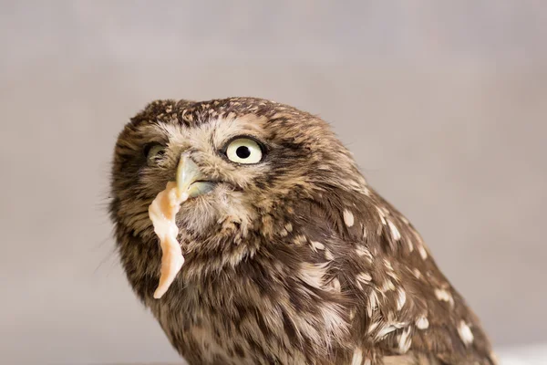 Funny howlet tamed with food in its beak, wild owl