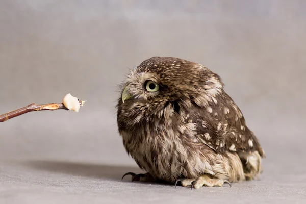 Funny tamed owlet and stick with food, wild owl