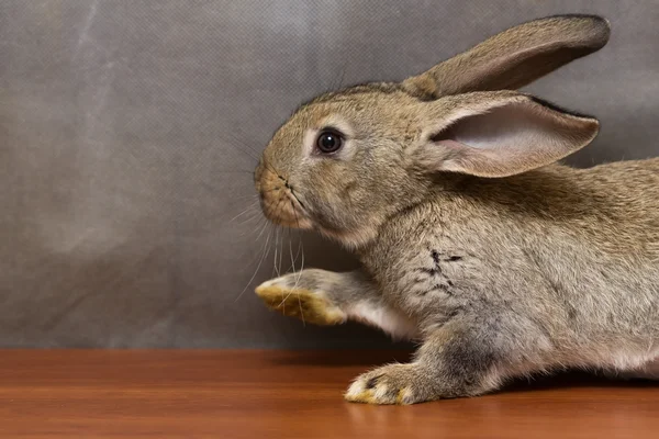 Funny gray rabbit stands with a raised paw