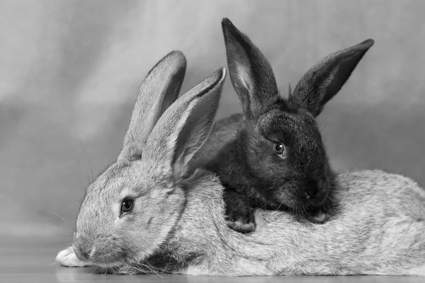 Funny gray and black rabbit  in black and white