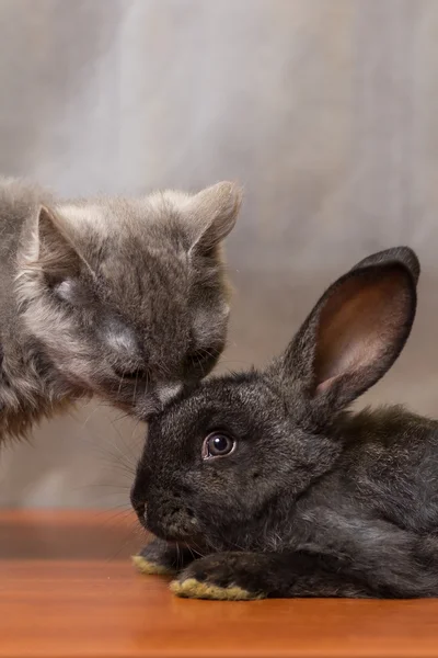 Funny gray cat and black rabbit looking at each other