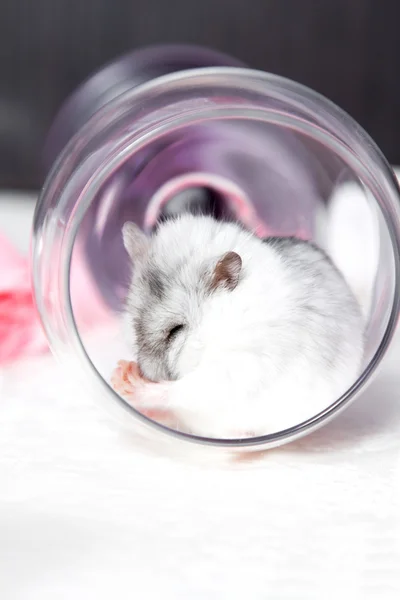 Portrait of washing hamster in the glass