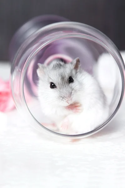 Portrait of washing hamster in the glass