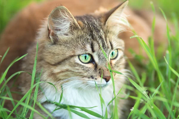 Portrait of a cat in the green grass