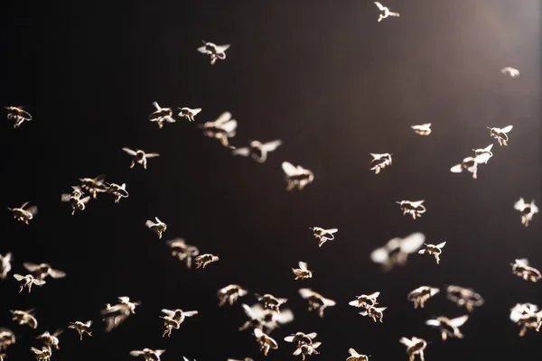 Swarm of bees flies over the open evidence in a evening light