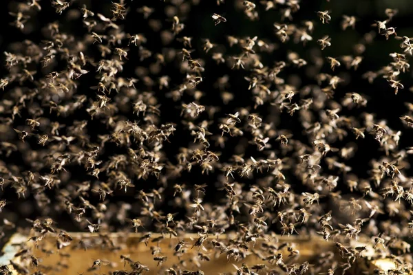 Swarm of bees flies over the open evidence in a evening light