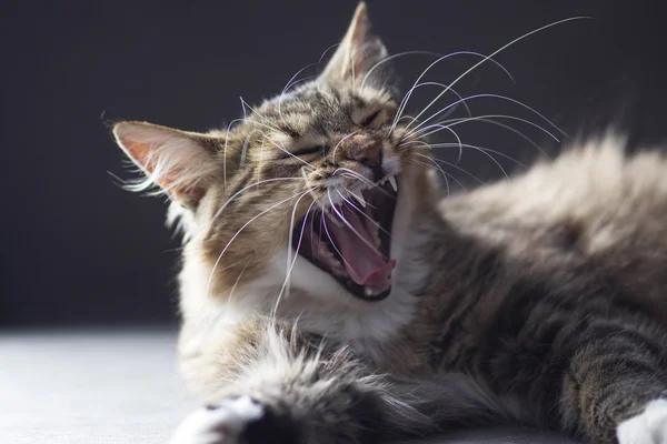 Cat just waking up and yawning mouth open and teeth showing